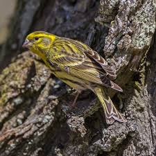 Image result for Serinus serinus