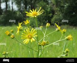 Attēlu rezultāti vaicājumam “Jacobaea paludosa”