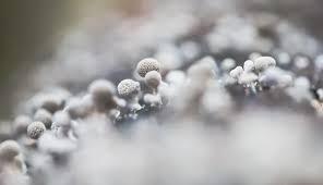 Attēlu rezultāti vaicājumam “Phleogena faginea stalked”