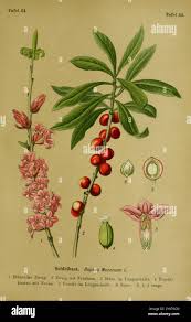 Attēlu rezultāti vaicājumam “Daphne mezereum fruit”