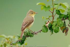 Image result for Hippolais polyglotta