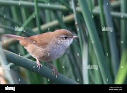 Image result for Cettia cetti