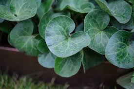 Attēlu rezultāti vaicājumam “Asarum europaeum leaf”