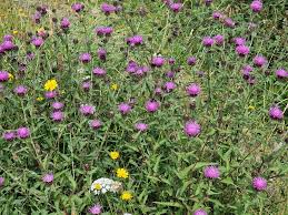 Image result for Centaurea nigra