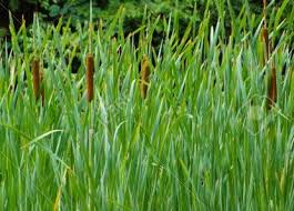 Image result for Acorus calamus