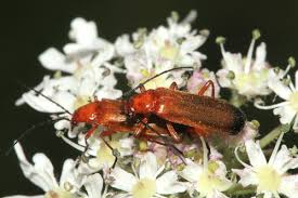 Attēlu rezultāti vaicājumam “Rhagonycha fulva”