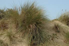 Attēlu rezultāti vaicājumam “Tetanops myopina”