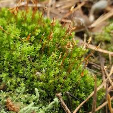 Attēlu rezultāti vaicājumam “Pohlia nutans sporophyte”