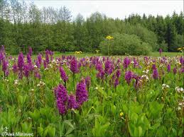 Attēlu rezultāti vaicājumam “Dactylorhiza majalis subsp. baltica flower”