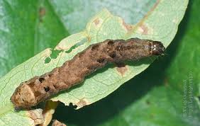 Attēlu rezultāti vaicājumam “Axylia putris”