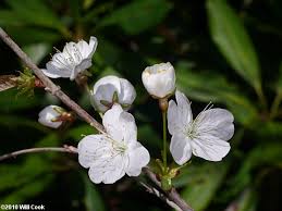 Attēlu rezultāti vaicājumam “Prunus avium flower”