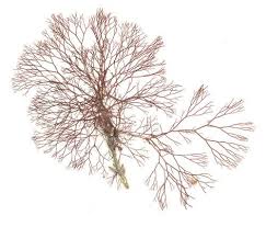 Attēlu rezultāti vaicājumam “Ceramium sp.”