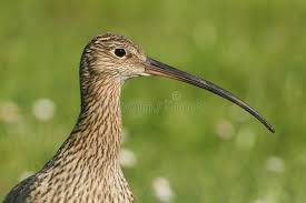 Attēlu rezultāti vaicājumam “Numenius arquata adult”