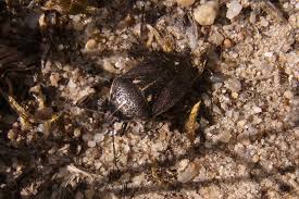 Attēlu rezultāti vaicājumam “Jalla dumosa imago”