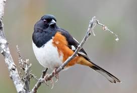 Image result for Pipilo erythrophthalmus