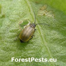 Attēlu rezultāti vaicājumam “Lochmaea caprea”