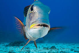 Image result for Monotaxis grandoculis