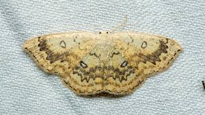 Attēlu rezultāti vaicājumam “Cyclophora annularia”