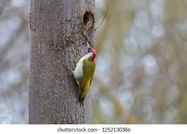 Attēlu rezultāti vaicājumam “Picus viridis nest”