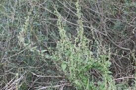 Attēlu rezultāti vaicājumam “Fallopia dumetorum leaf”