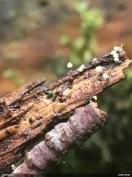 Attēlu rezultāti vaicājumam “Arcyria, Heterotrichia sp.”