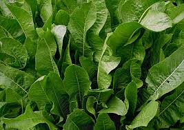 Attēlu rezultāti vaicājumam “Armoracia rusticana leaf”