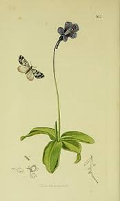 Attēlu rezultāti vaicājumam “Electrophaes corylata”