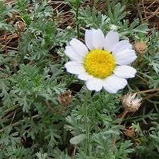 Attēlu rezultāti vaicājumam “Anthyllis maritima”