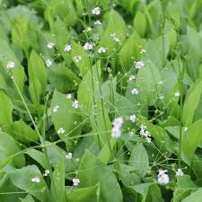 Attēlu rezultāti vaicājumam “Alisma plantago-aquatica fruit”