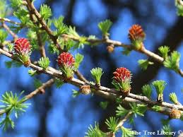 Attēlu rezultāti vaicājumam “Larix kaempferi”