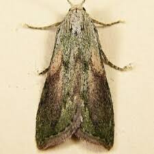 Attēlu rezultāti vaicājumam “Aphomia sociella”