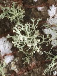 Attēlu rezultāti vaicājumam “Ramalina pollinaria”
