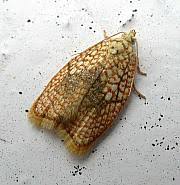 Attēlu rezultāti vaicājumam “Acleris forsskaleana”