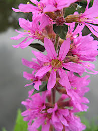 Attēlu rezultāti vaicājumam “Lythrum salicaria flower”