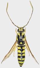 Attēlu rezultāti vaicājumam “Symmorphus sp.”