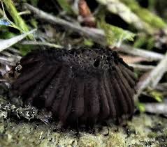 Attēlu rezultāti vaicājumam “Stemonitis fusca young”