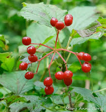 Attēlu rezultāti vaicājumam “Viburnum opulus fruit”