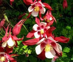 Image result for Aquilegia caerulea