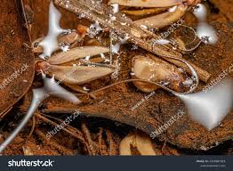 Attēlu rezultāti vaicājumam “Nematomorpha”