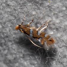 Attēlu rezultāti vaicājumam “Phyllonorycter apparella”