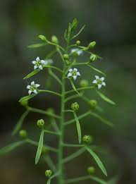 Attēlu rezultāti vaicājumam “Thesium ebracteatum leaf”