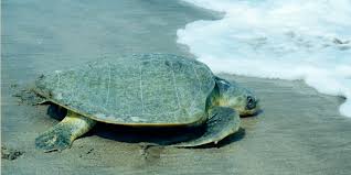 Image result for Lepidochelys kempii