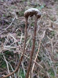 Attēlu rezultāti vaicājumam “Diastrophus rubi”