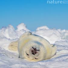 Image result for Pagophilus groenlandicus