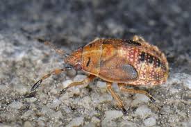 Attēlu rezultāti vaicājumam “Kleidocerys resedae imago”