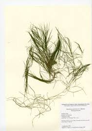 Attēlu rezultāti vaicājumam “Stuckenia pectinata”