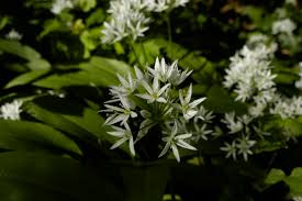 Attēlu rezultāti vaicājumam “Allium ursinum flower”