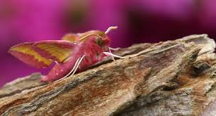 Image result for hawk moth