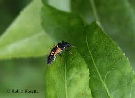 Attēlu rezultāti vaicājumam “Leiodidae larva”