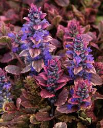 Image result for Ajuga reptans